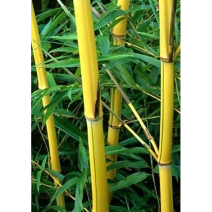 Phyllostachys vivax aureocaulis