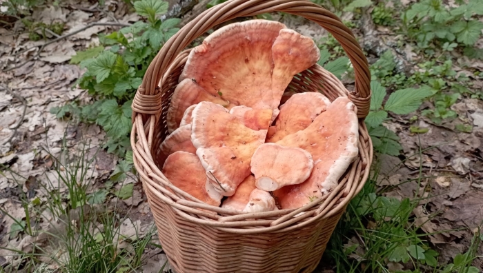 Грибы в апреле