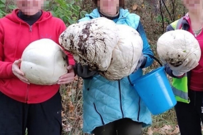 Дождевик головач гигантский