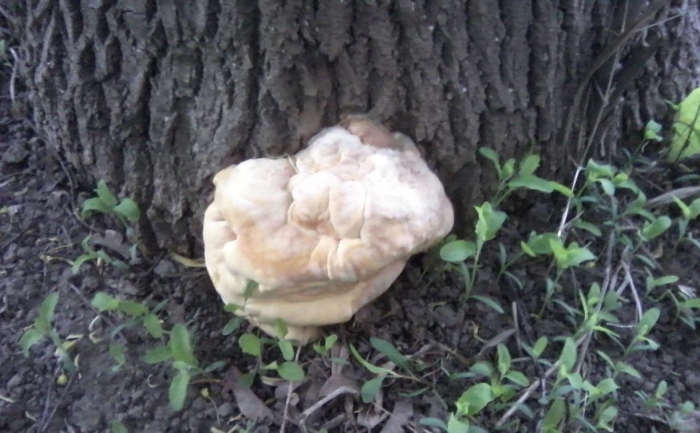 Трутовик гриб