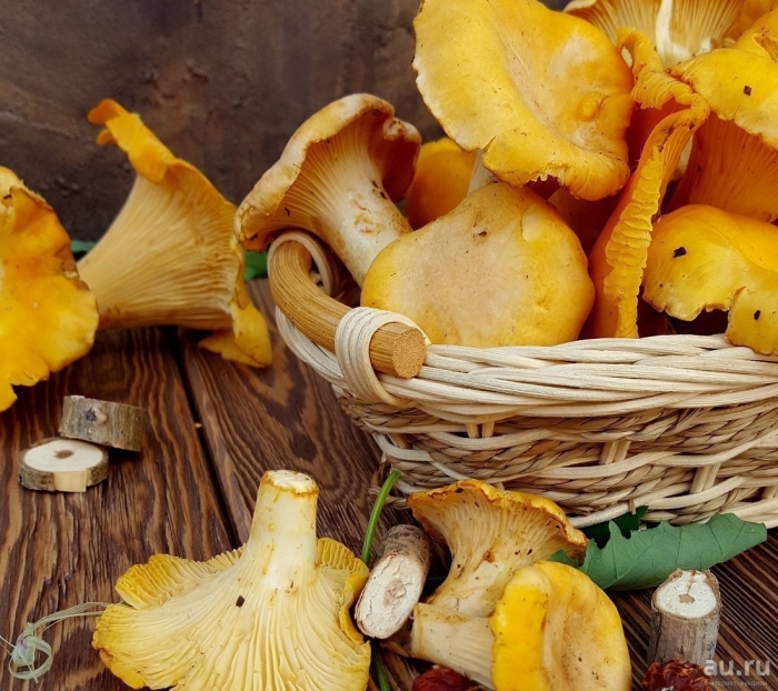 Лисичка гриб