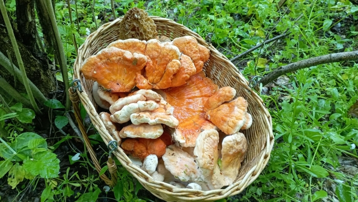 Трутовик серно желтый