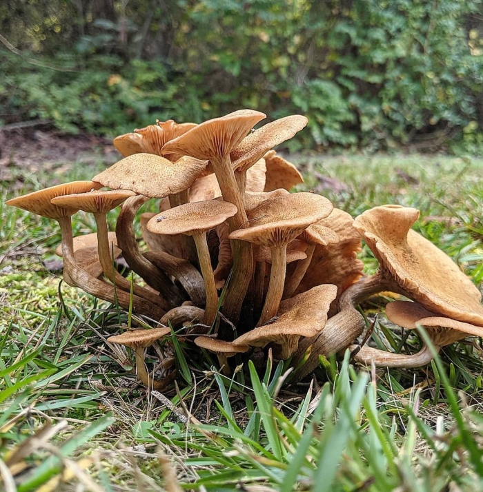 Опенок ссыхающийся armillaria tabescens