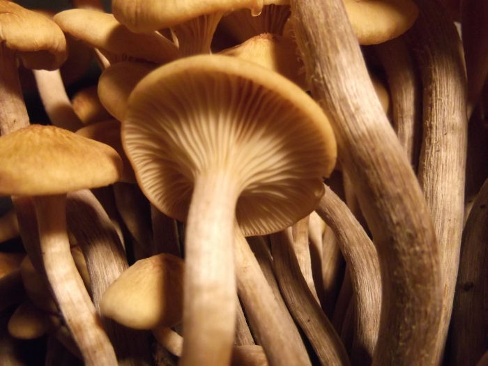 Грибы опёнок ссыхающийся