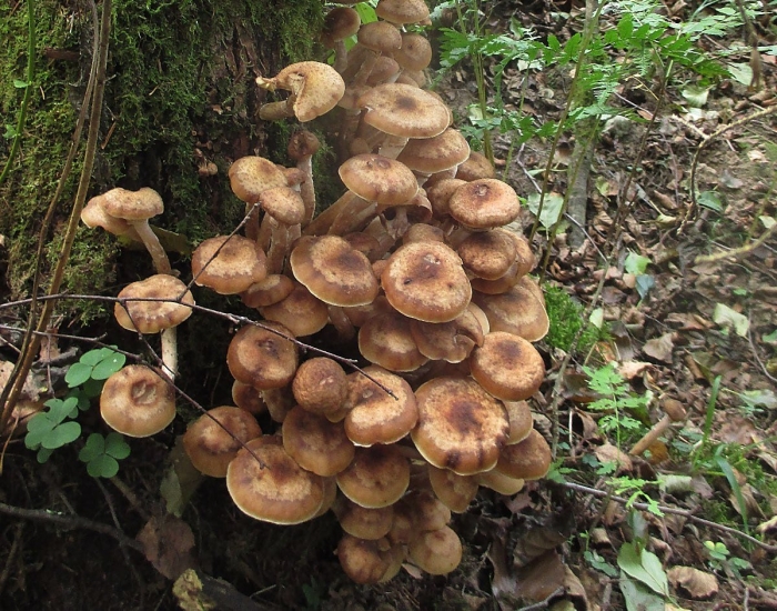 Опёнок осенний медовый (armillaria mellea)