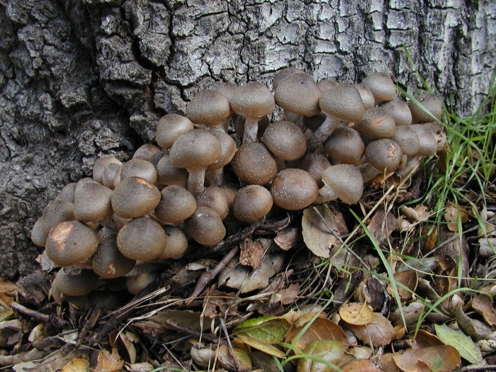 Опёнок осенний (armillaria mellea)