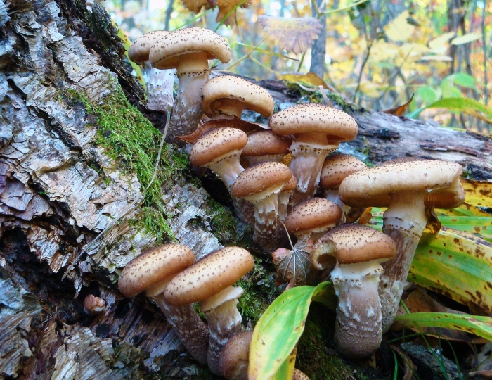 Осенние опята