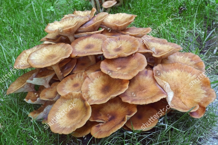 Armillaria tabescens
