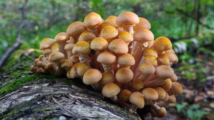 Пеньковые опята съедобные