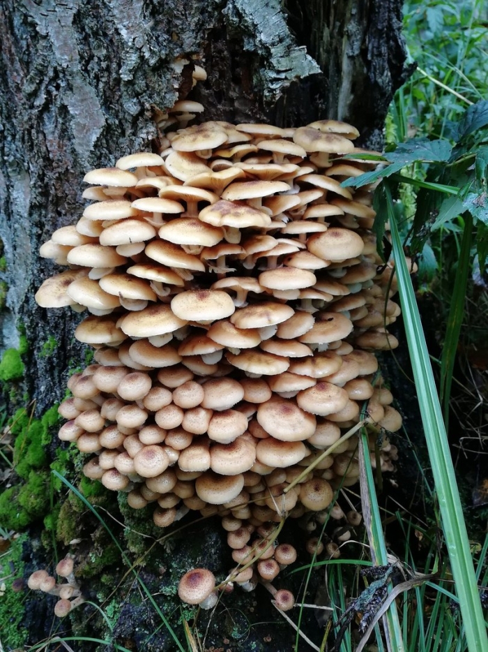 Опята сибирские