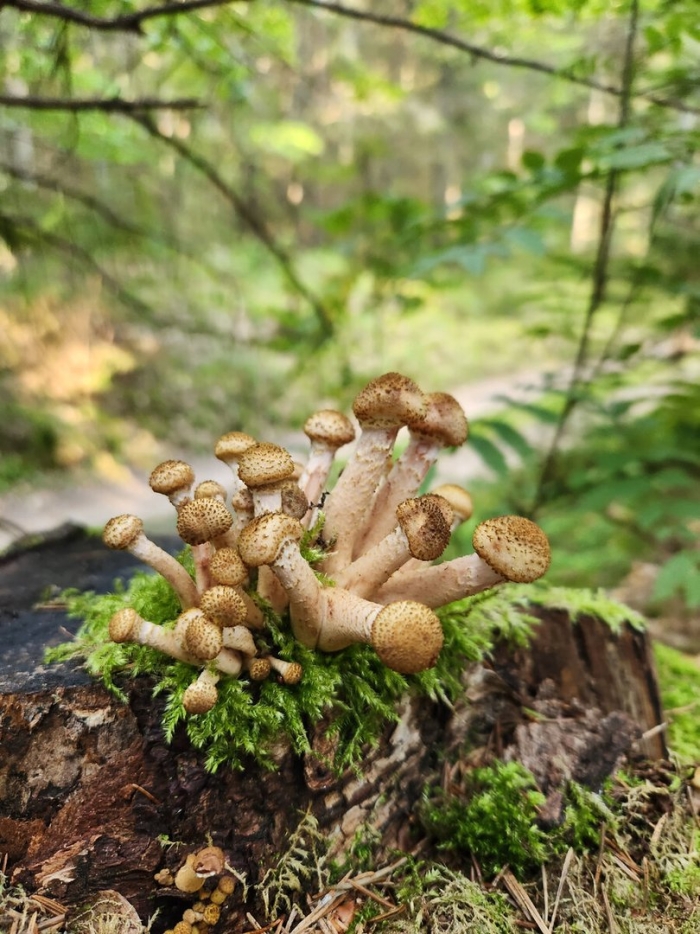 Маленькие грибы много