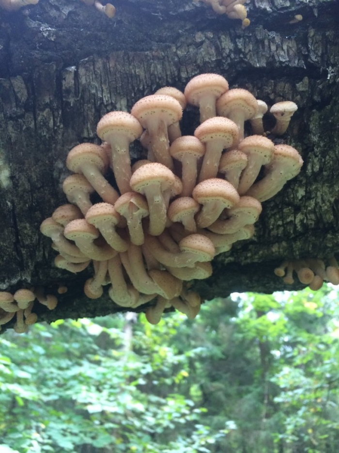 Гриб опенок