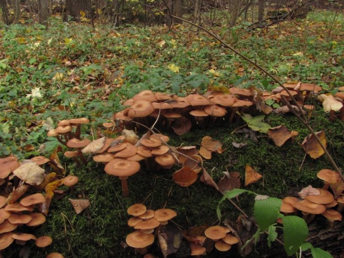 Опята поздние осенние