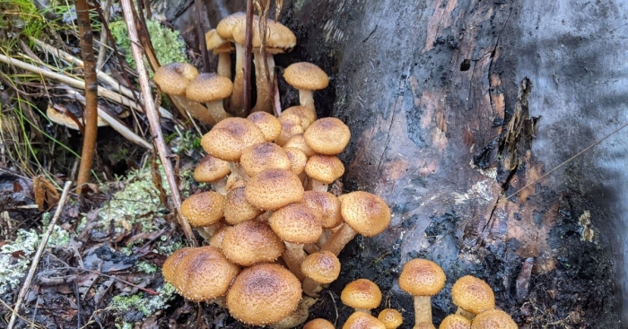 Опенок луговой негниючник