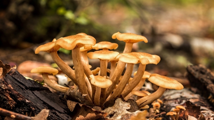 Опенок ссыхающийся armillaria tabescens