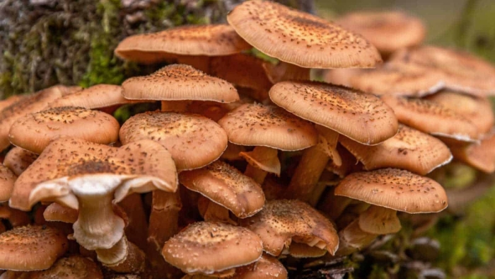 Опенок темный armillaria ostoyae