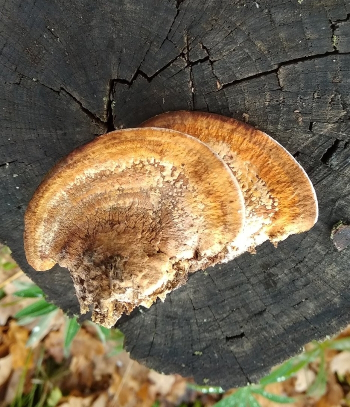 Дедалеопсис трутовик