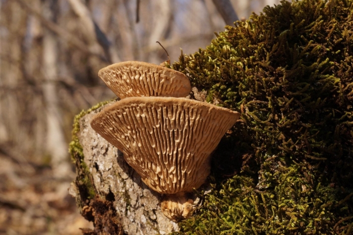 Дубовая губка daedalea quercina