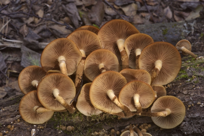 Летний опенок kuehneromyces mutabilis