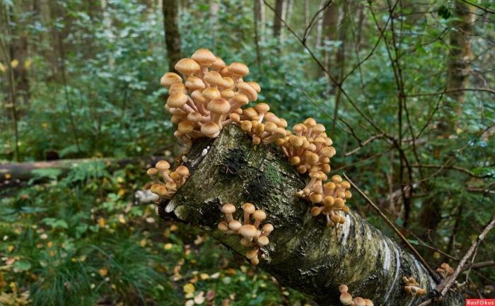 Пеньковые опята