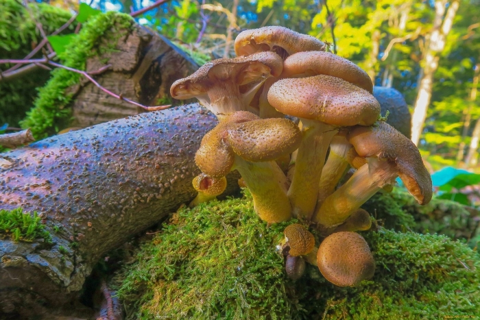 Успенские опята