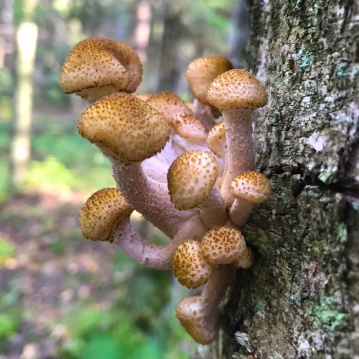 Опёнок осенний съедобные грибы