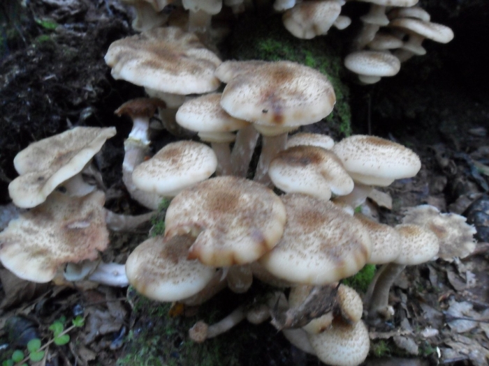 Опёнок осенний скученный