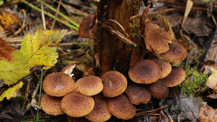 Чешуйчатка боровая гриб