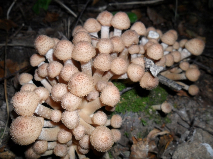 Опенок ссыхающийся съедобный