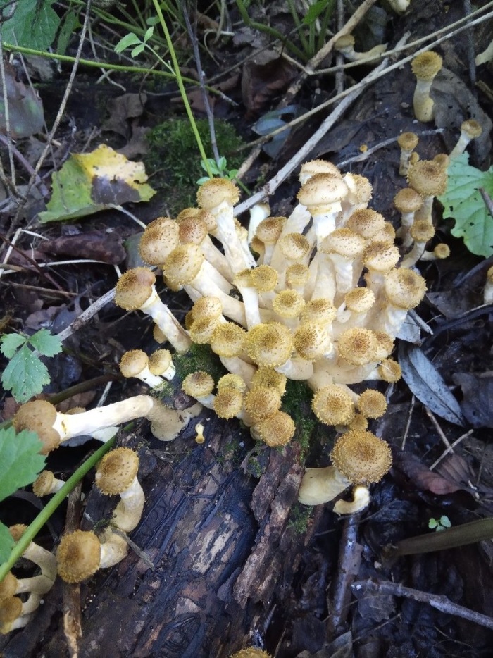 Липовые опята