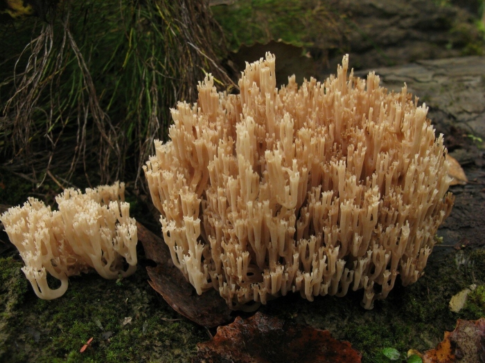 Рогатик оленьи рожки гриб