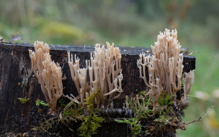 Клавикорона крыночковидная