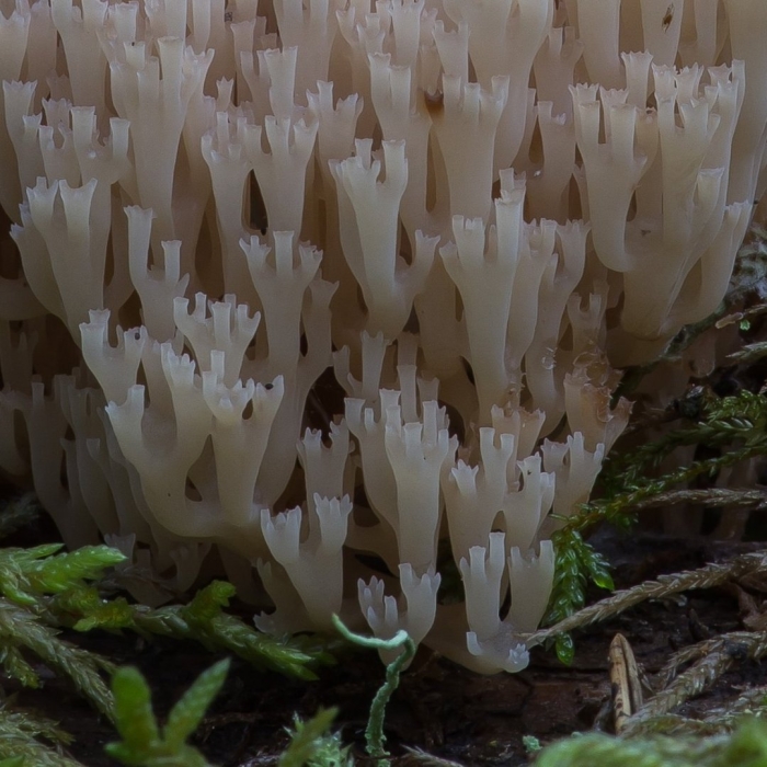 Клавикорона крыночковидная