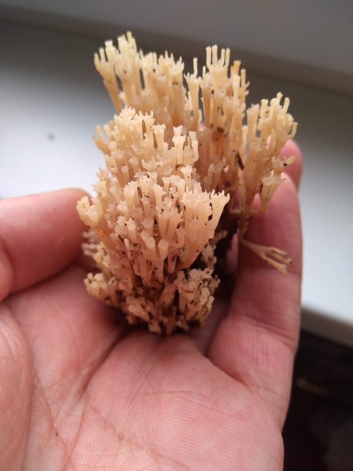 Гриб рогатик коралловидный