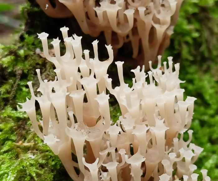 Гриб клавикорона коробчатая