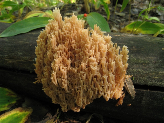 Рогатик крыночковидный гриб