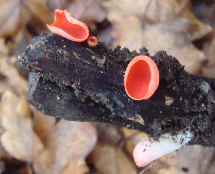 Гриб саркосцифа