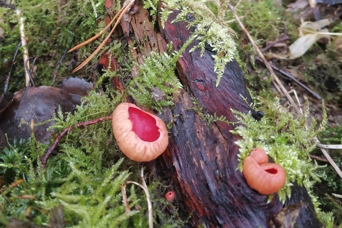 Ранние грибы