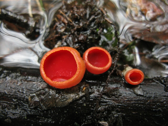 Саркосцифа австрийская гриб