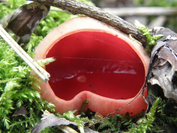 Sarcoscypha coccinea