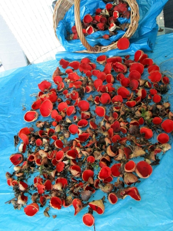 Саркосцифа алая