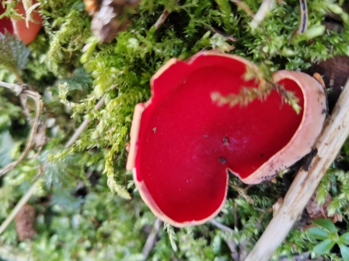Весенние грибы саркосцифа алая
