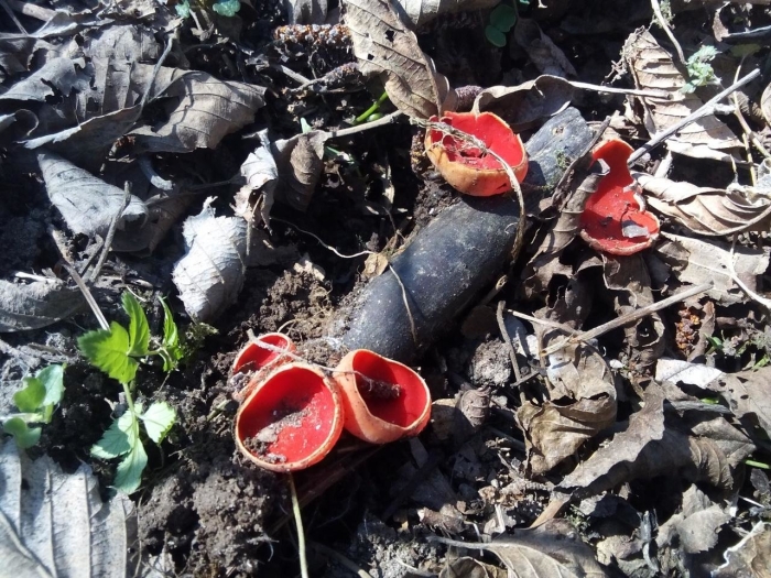 Саркосцифа алая гриб