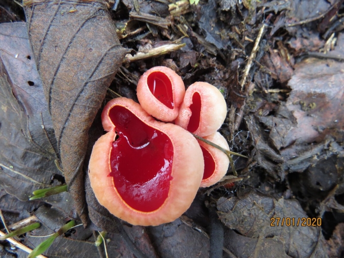 Саркосцифа австрийская гриб