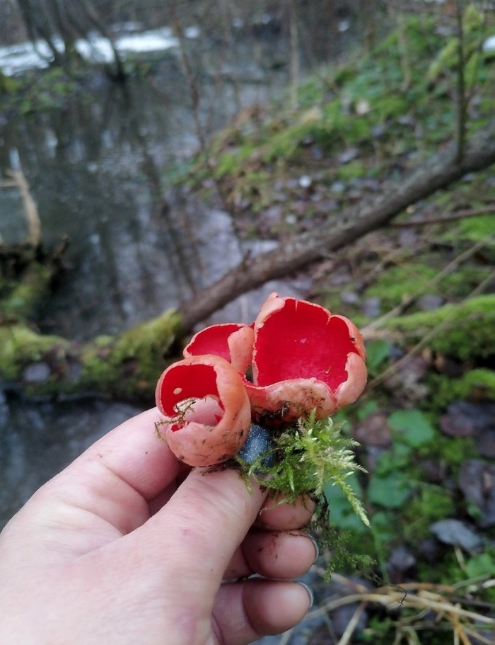 Саркосцифа австрийская
