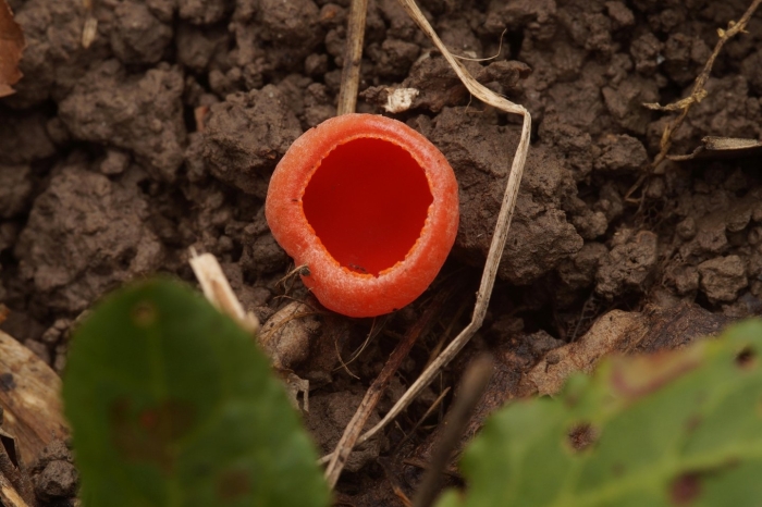 Саркосцифа алая гриб