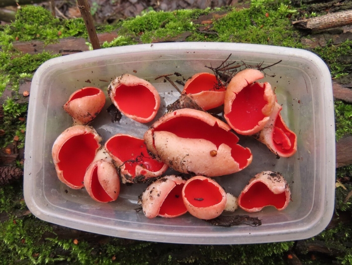 Саркосцифа алая