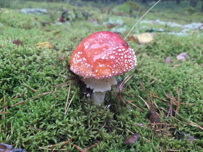 Красный мухомор