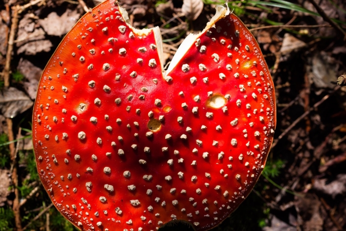 Мухомор красный