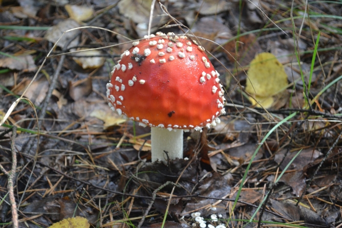 Толстый мухомор красный.
